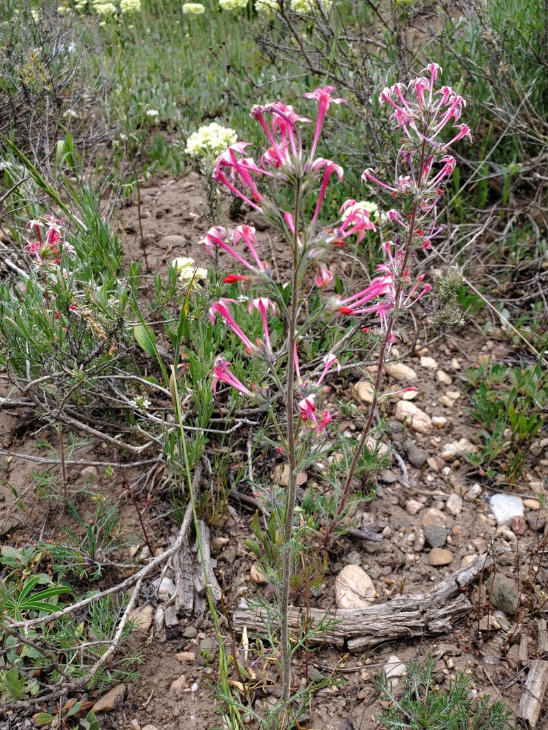 Ipomopsis aggregata subsp. attenuata photo 5