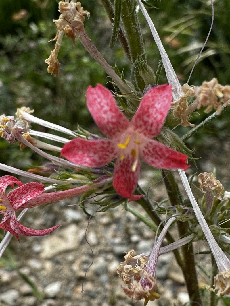 Ipomopsis aggregata subsp. attenuata photo 6