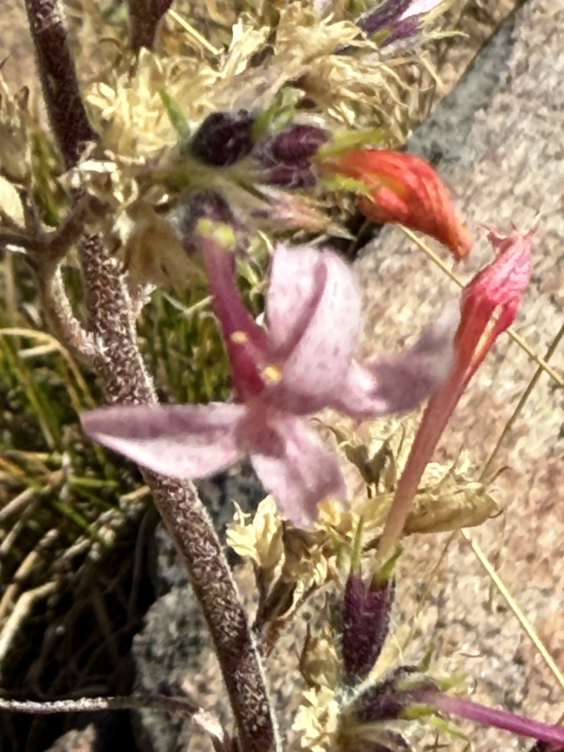 Ipomopsis aggregata subsp. attenuata photo 7