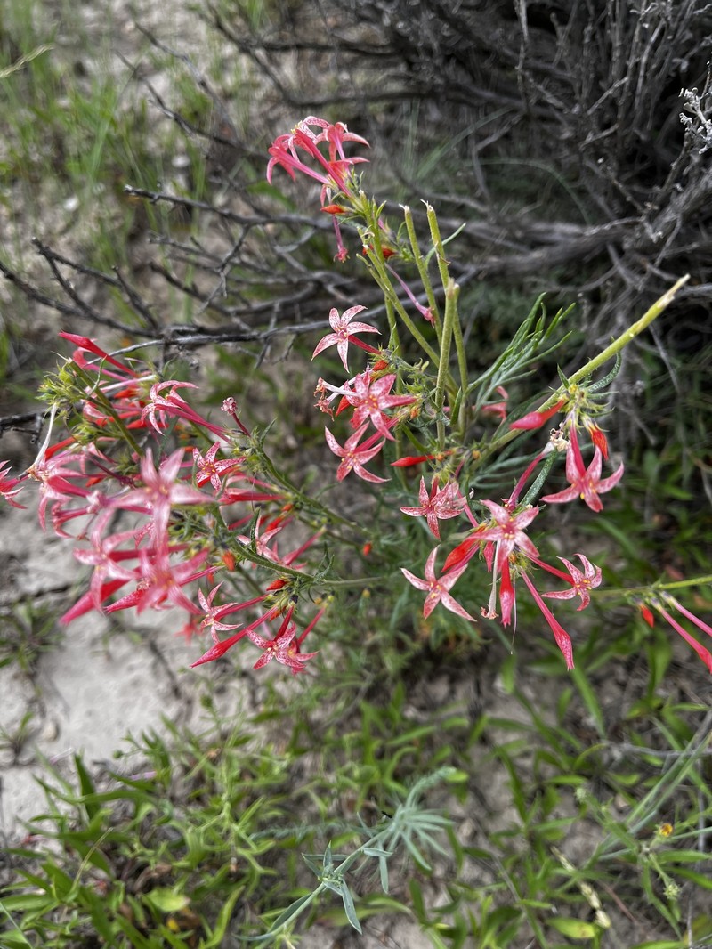 Ipomopsis aggregata subsp. attenuata photo 8