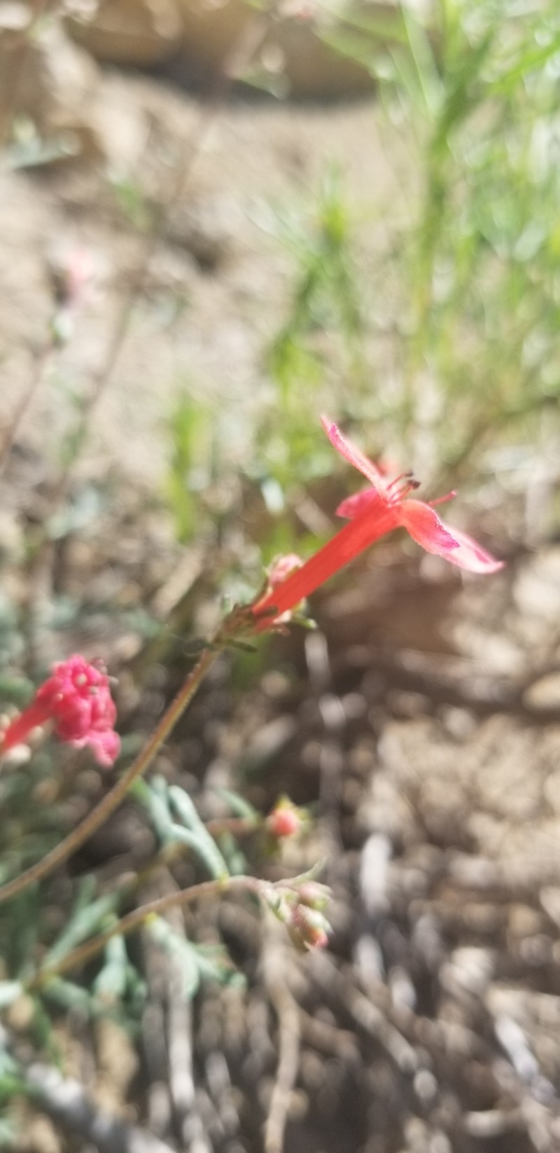 Ipomopsis aggregata subsp. bridgesii photo 7