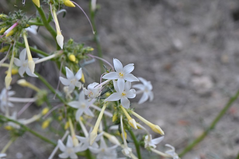 Ipomopsis aggregata subsp. candida