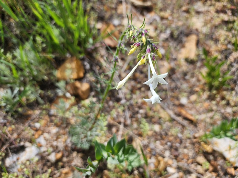 Ipomopsis aggregata subsp. candida photo 3