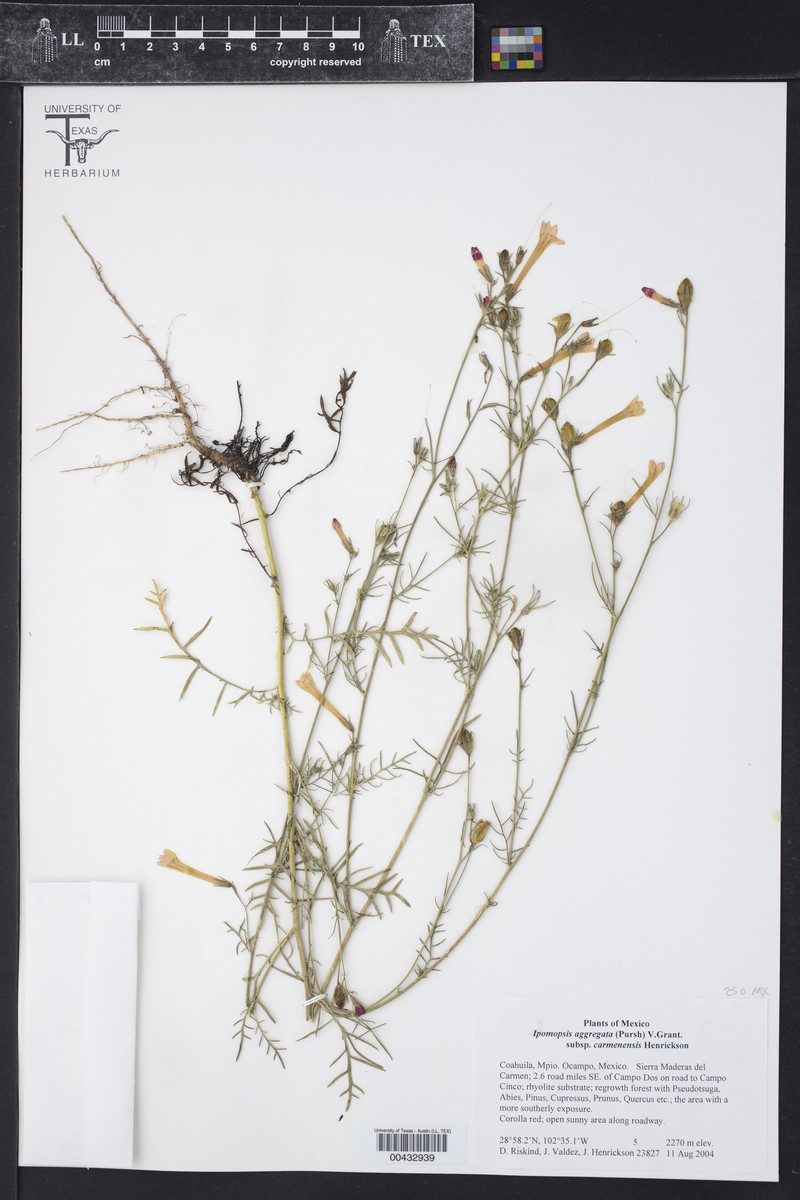 Ipomopsis aggregata subsp. carmenensis