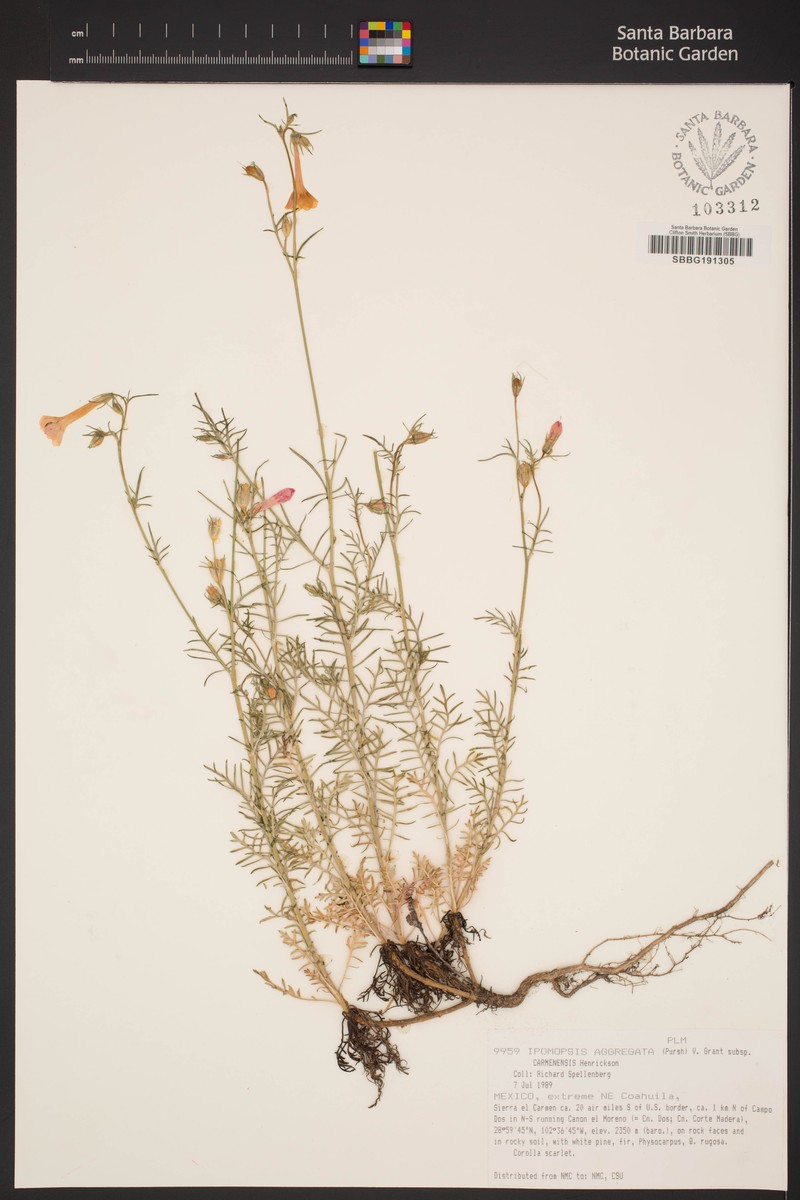 Ipomopsis aggregata subsp. carmenensis photo 2