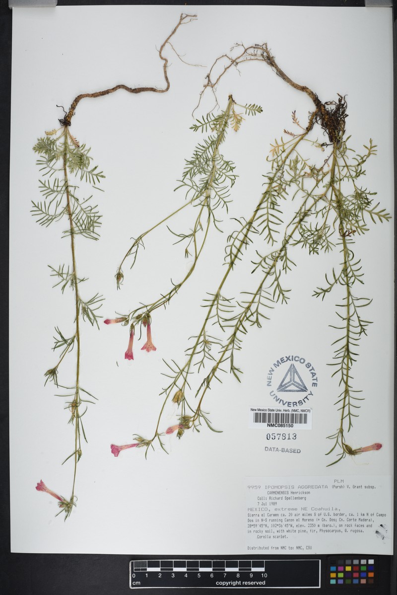 Ipomopsis aggregata subsp. carmenensis photo 3