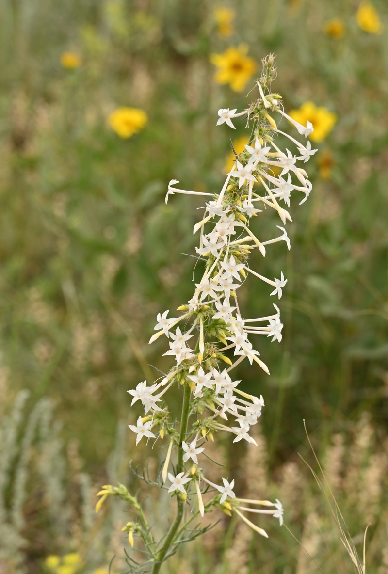 Ipomopsis aggregata subsp. collina