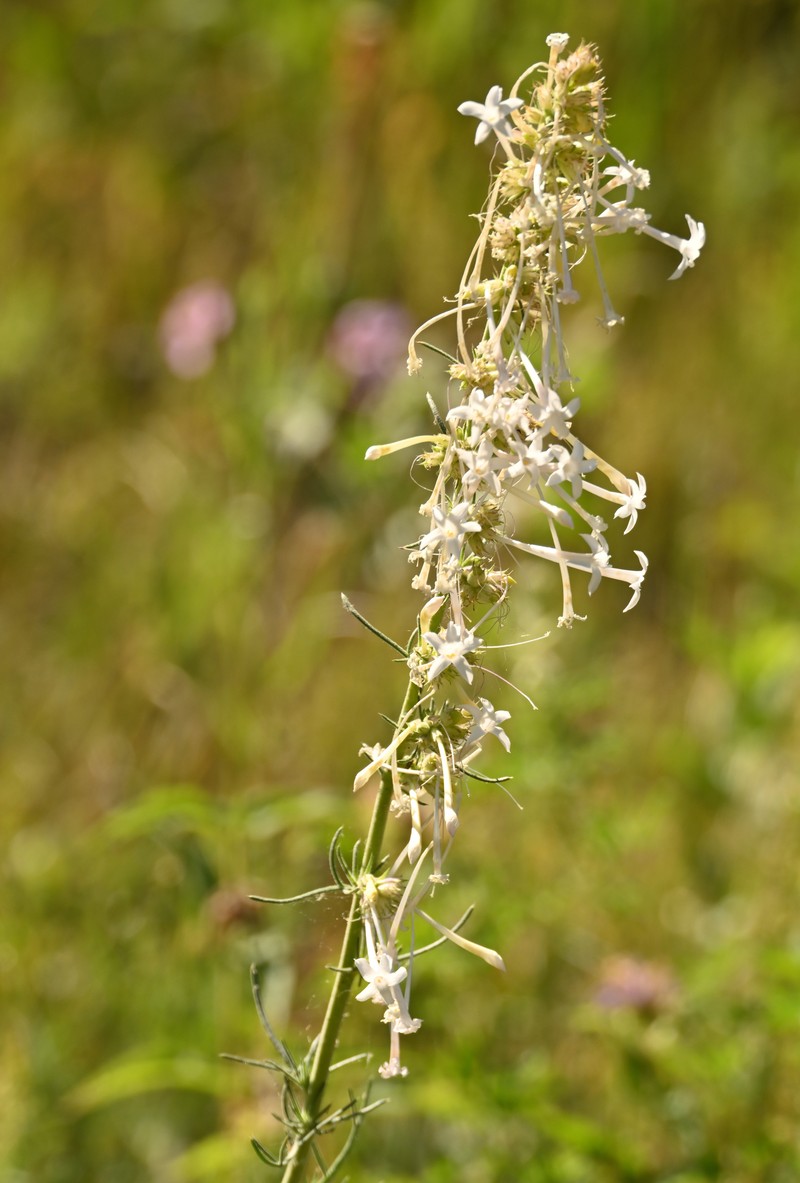 Ipomopsis aggregata subsp. collina photo 2