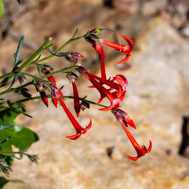 Ipomopsis aggregata subsp. collina photo 3