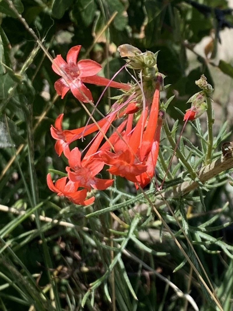 Ipomopsis aggregata subsp. collina photo 6