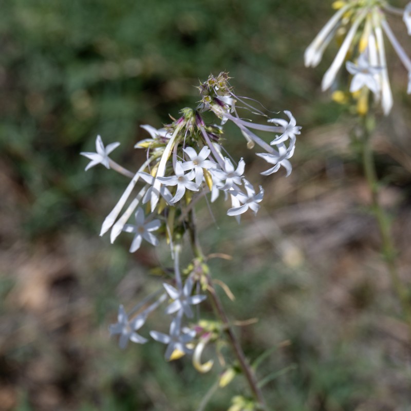 Ipomopsis aggregata subsp. collina photo 7