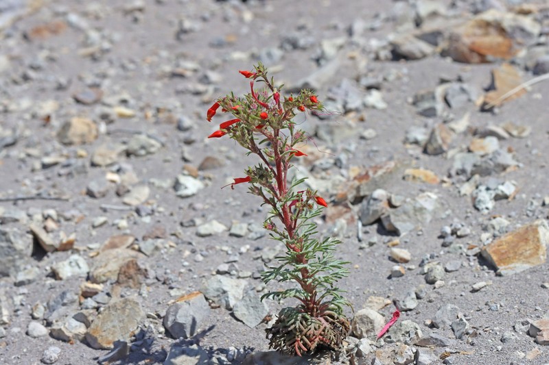 Ipomopsis aggregata subsp. formosissima