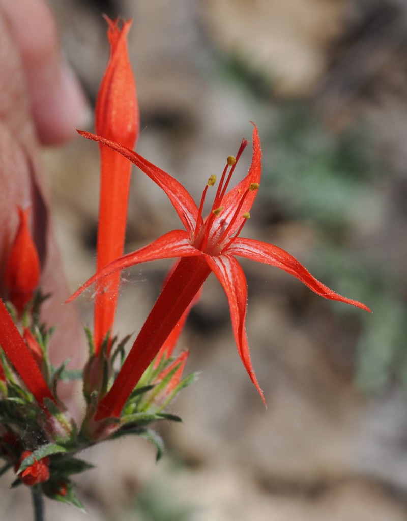 Ipomopsis aggregata subsp. formosissima photo 2