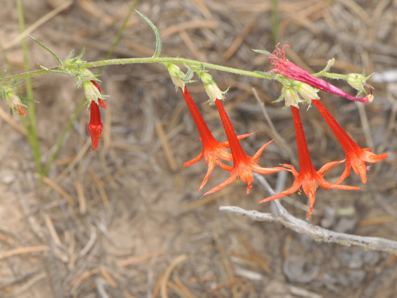 Ipomopsis aggregata subsp. formosissima photo 3
