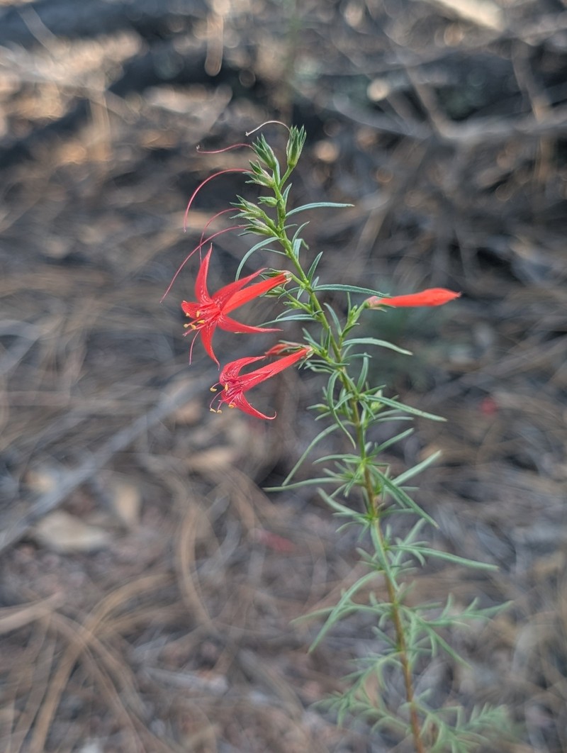 Ipomopsis aggregata subsp. formosissima photo 4