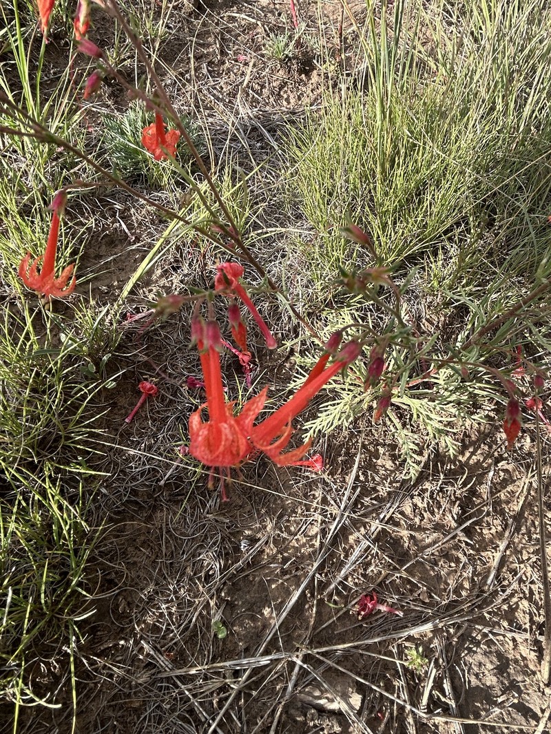 Ipomopsis aggregata subsp. formosissima photo 6