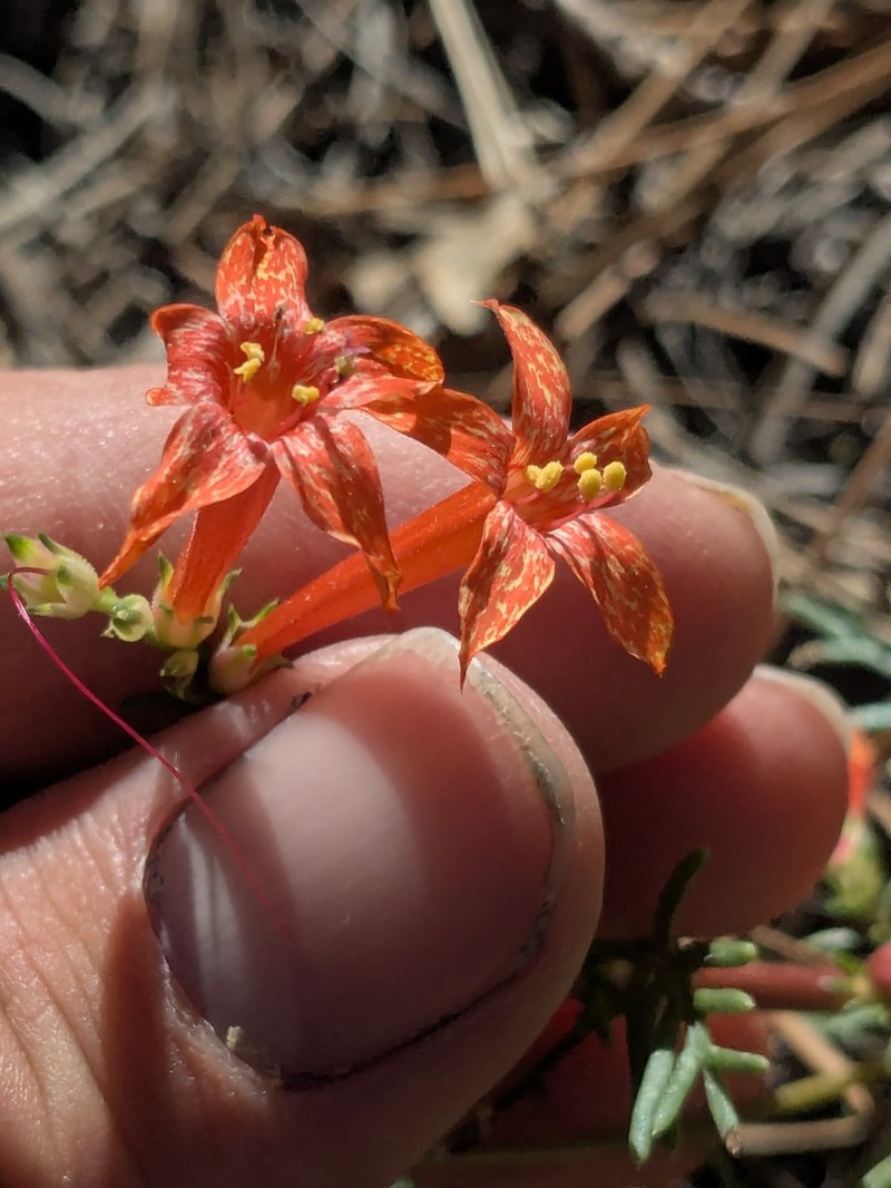 Ipomopsis aggregata subsp. formosissima photo 7