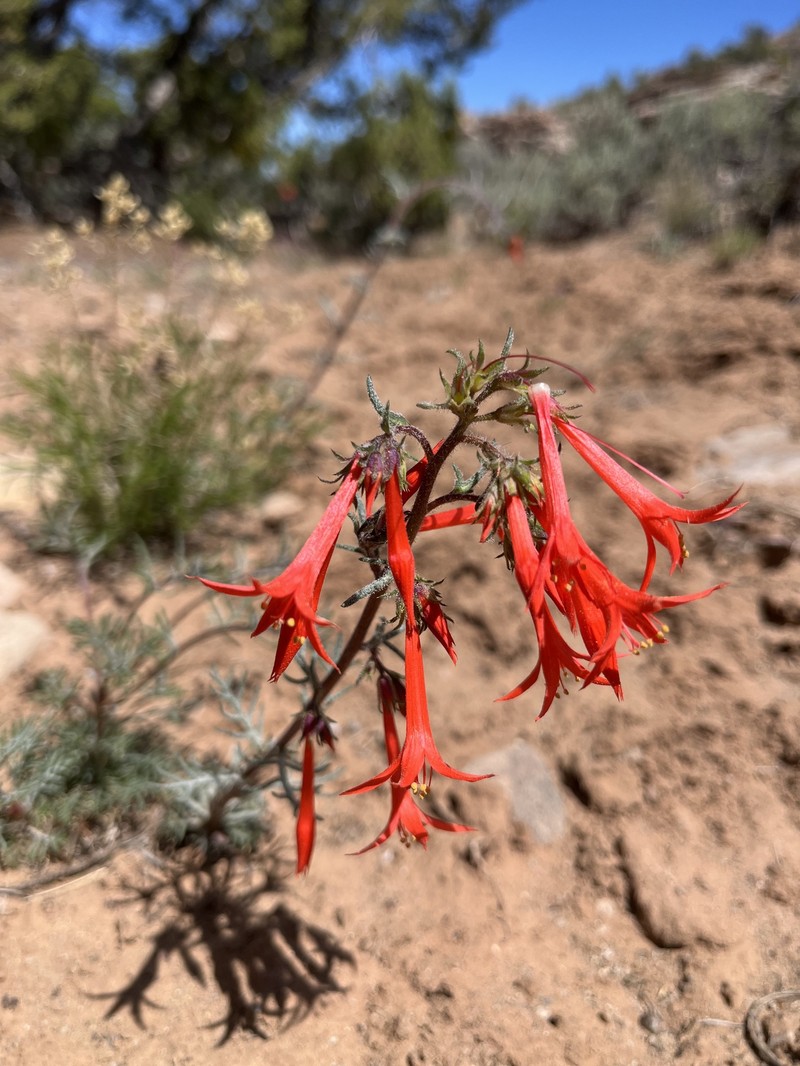 Ipomopsis aggregata subsp. formosissima photo 8