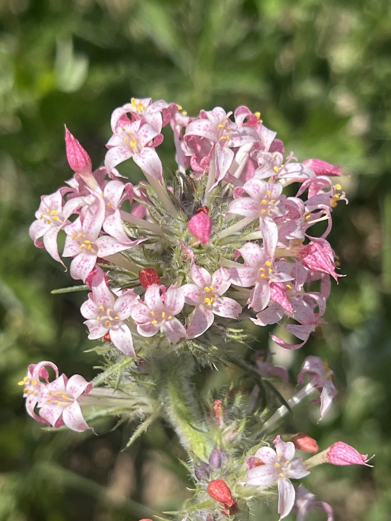 Ipomopsis aggregata subsp. weberi