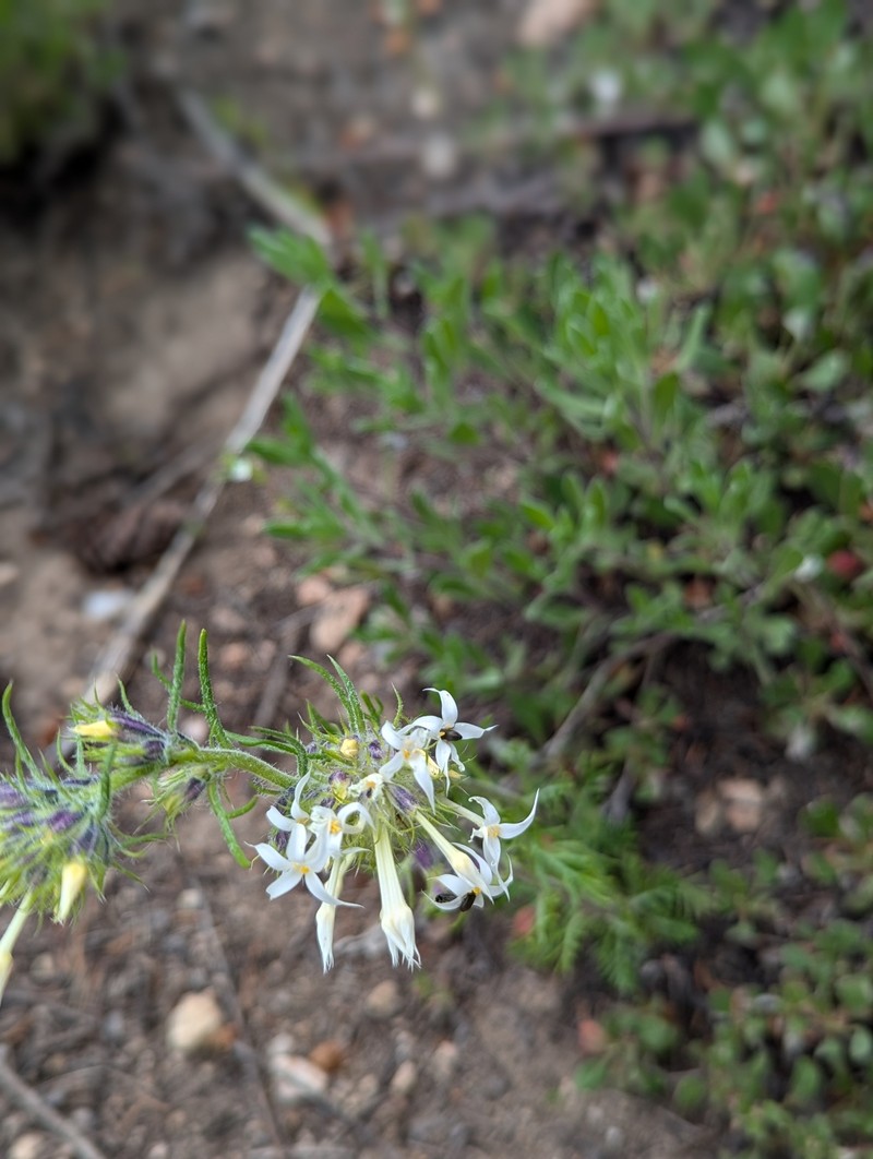 Ipomopsis aggregata subsp. weberi photo 2