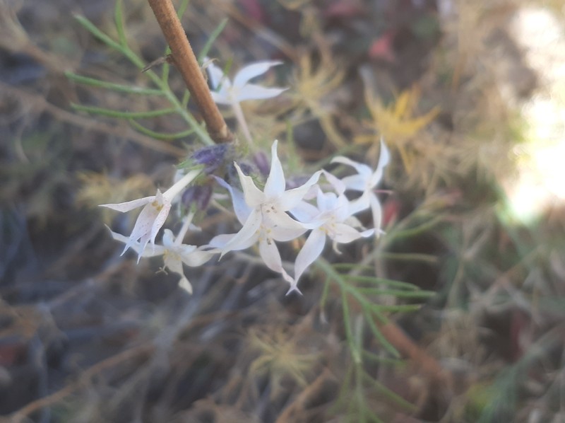 Ipomopsis aggregata subsp. weberi photo 3