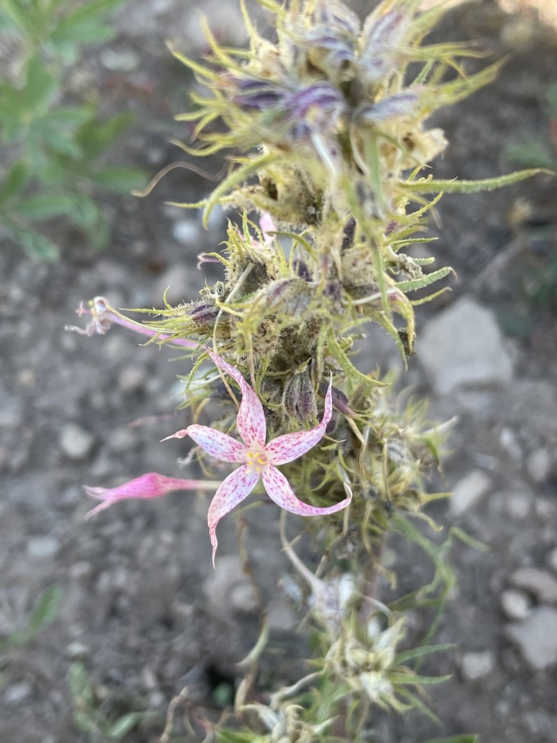 Ipomopsis aggregata subsp. weberi photo 4