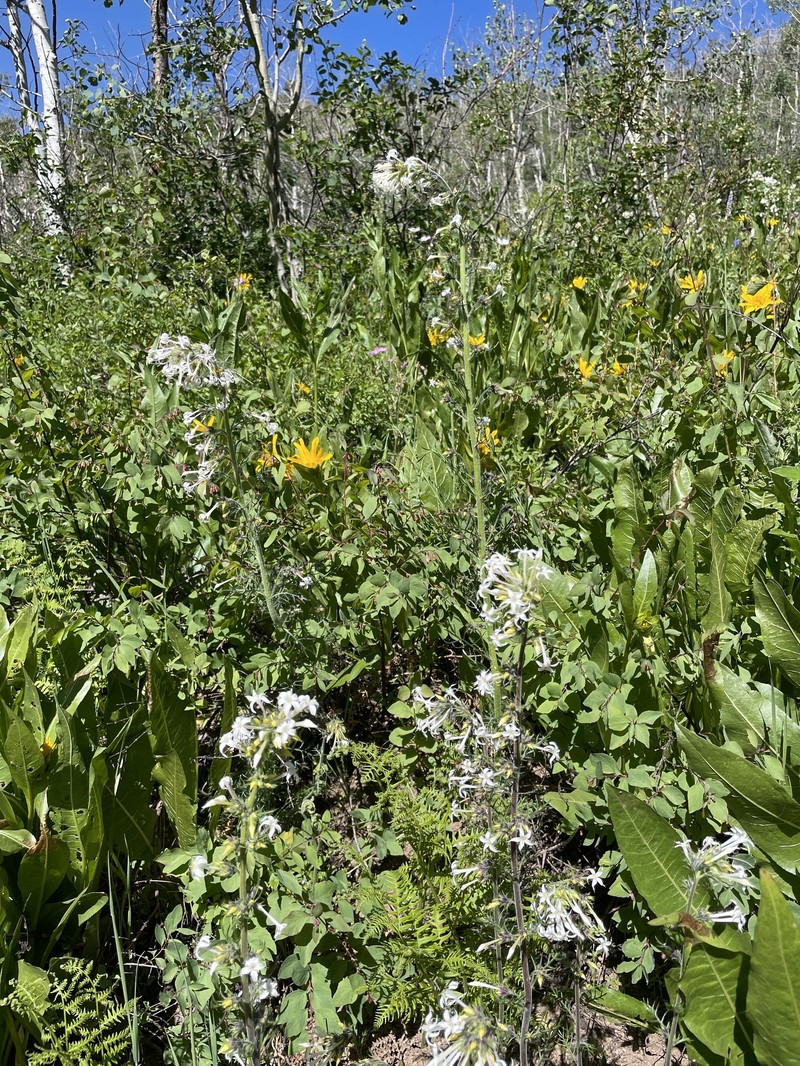 Ipomopsis aggregata subsp. weberi photo 5