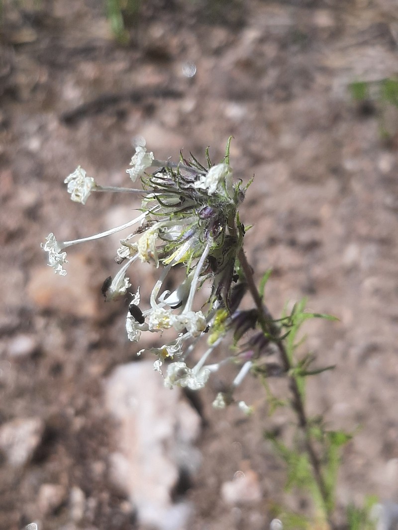 Ipomopsis aggregata subsp. weberi photo 6