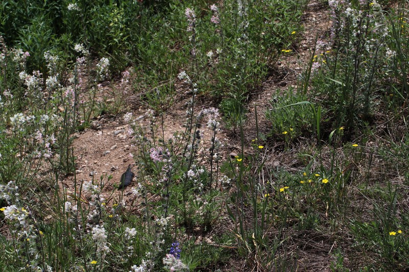 Ipomopsis aggregata subsp. weberi photo 7