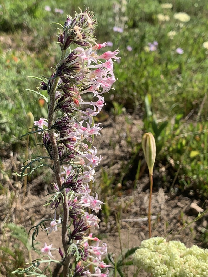 Ipomopsis aggregata subsp. weberi photo 8