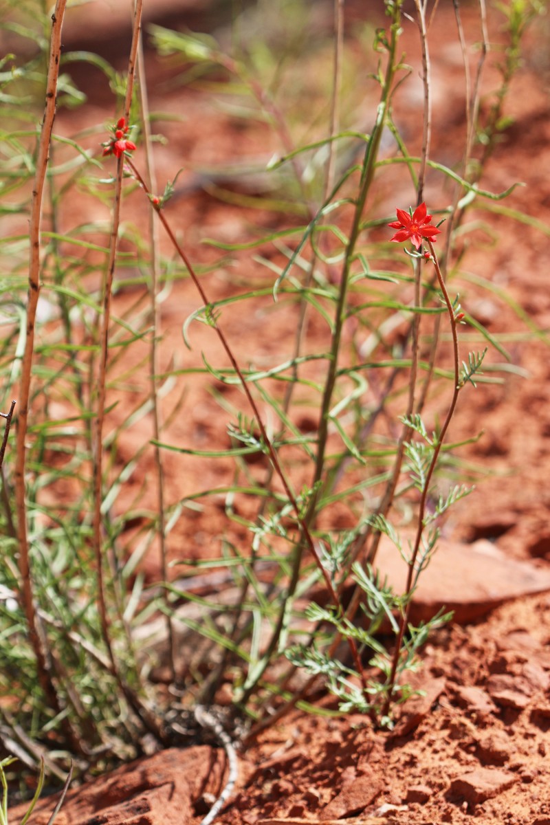Arizona Ipomopsis photo 2