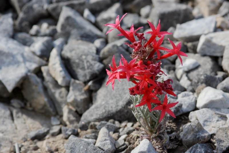 Arizona Ipomopsis photo 3