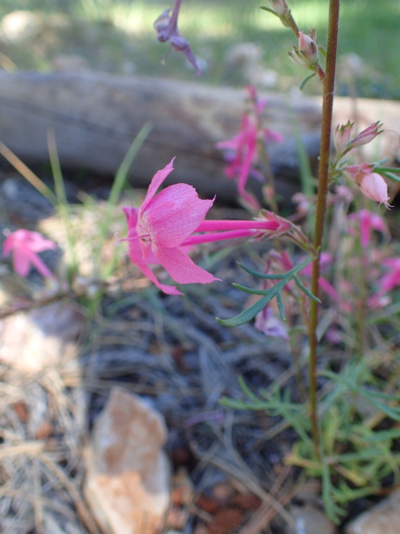 Arizona Ipomopsis photo 4