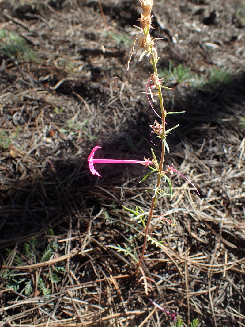 Arizona Ipomopsis photo 5