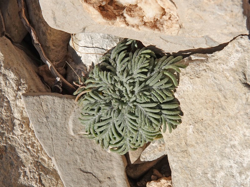 Arizona Ipomopsis