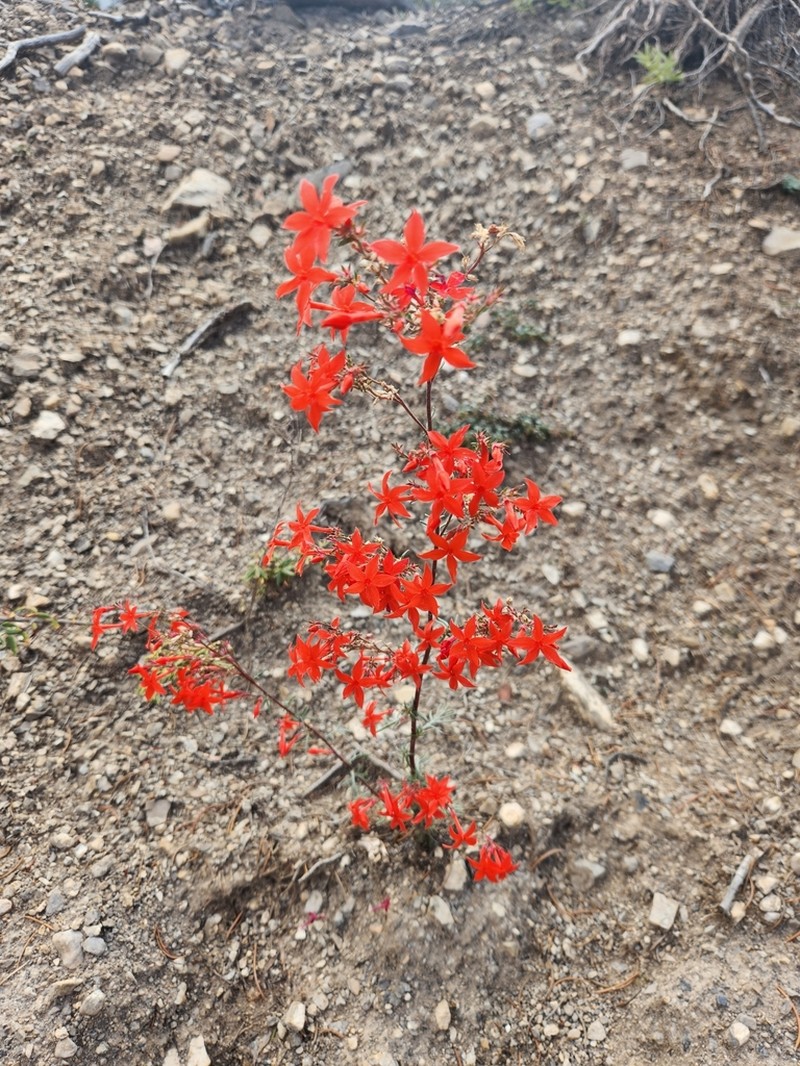 Arizona Ipomopsis photo 2