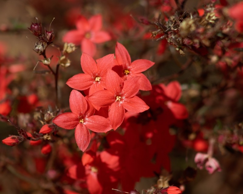 Arizona Ipomopsis photo 3