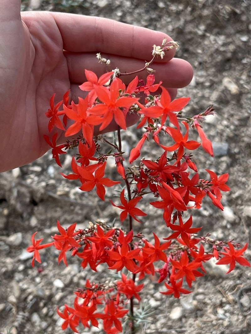 Arizona Ipomopsis photo 4