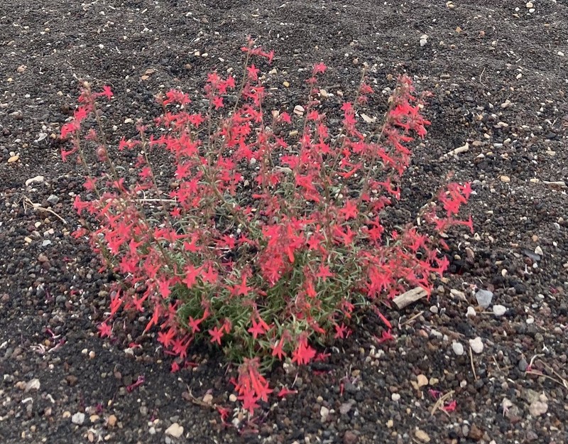 Arizona Ipomopsis photo 5