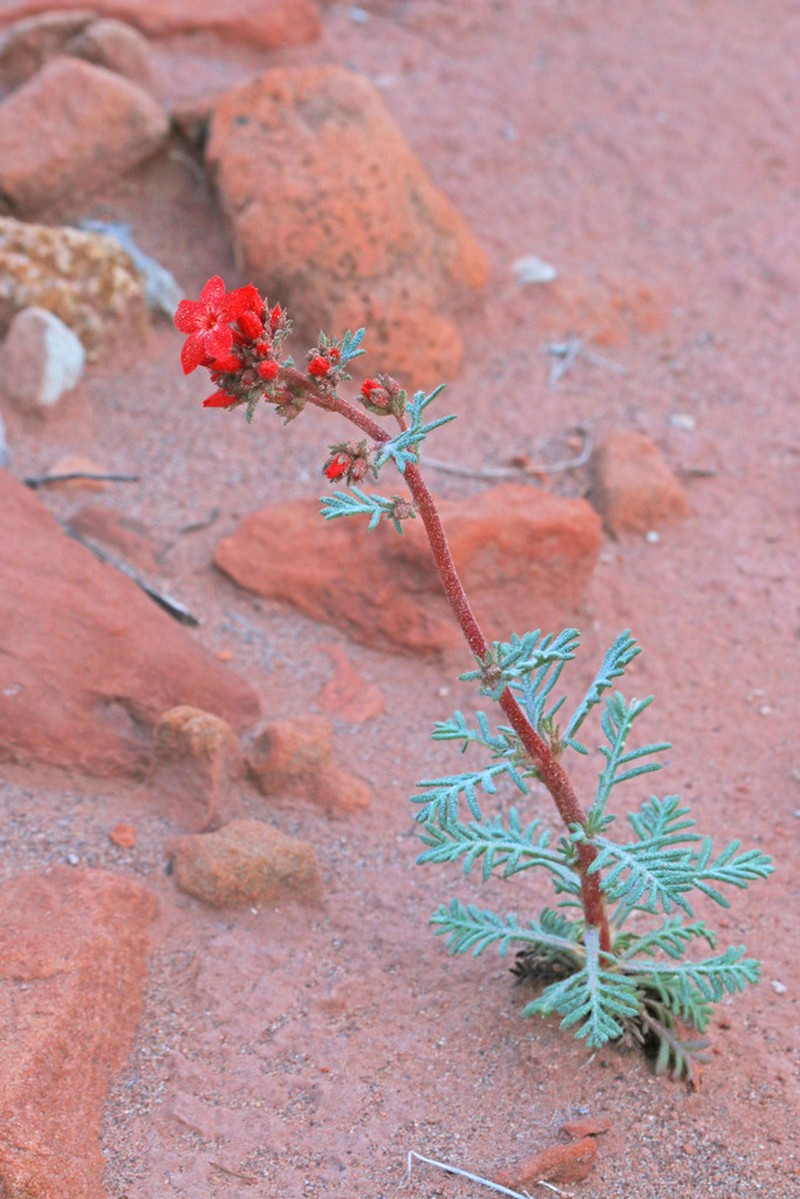 Arizona Ipomopsis photo 6