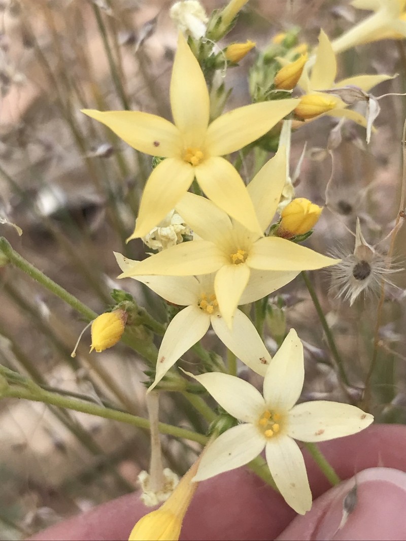 Arizona Ipomopsis photo 7