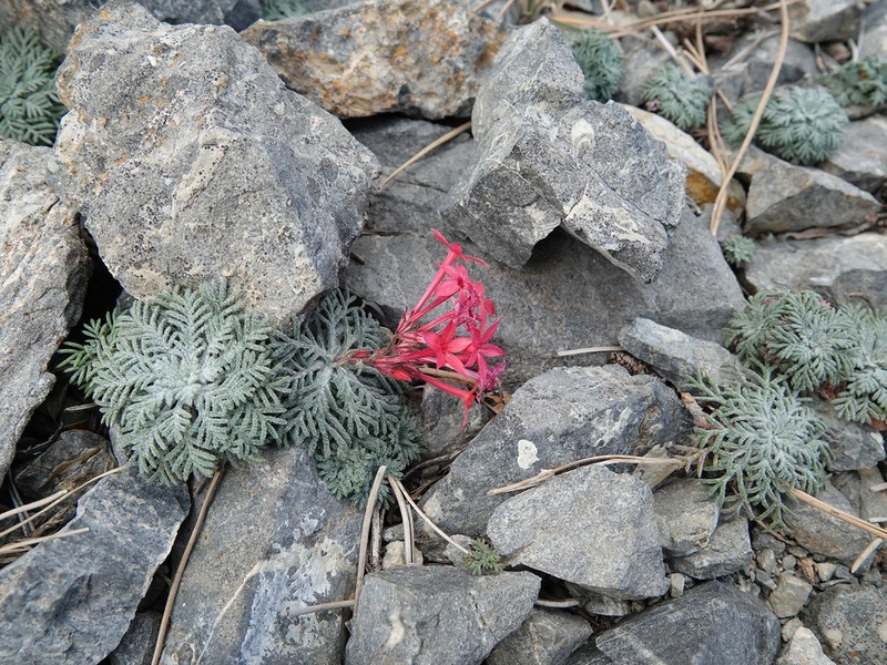 Arizona Ipomopsis photo 8