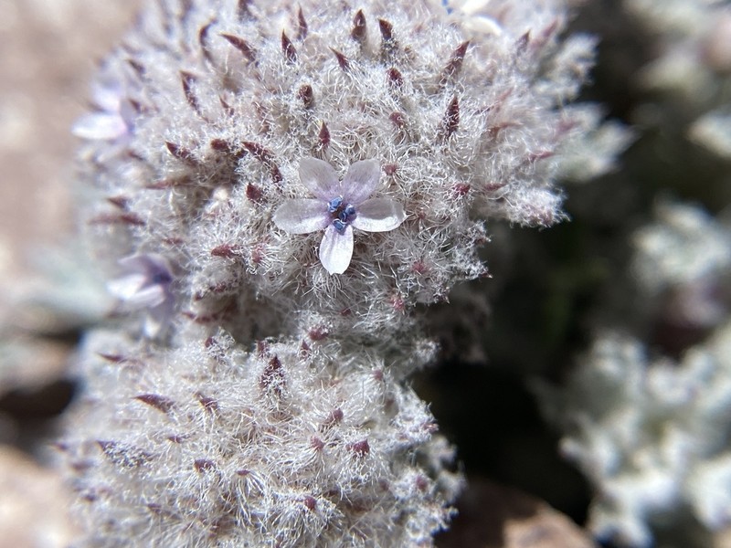 Ballhead Ipomopsis