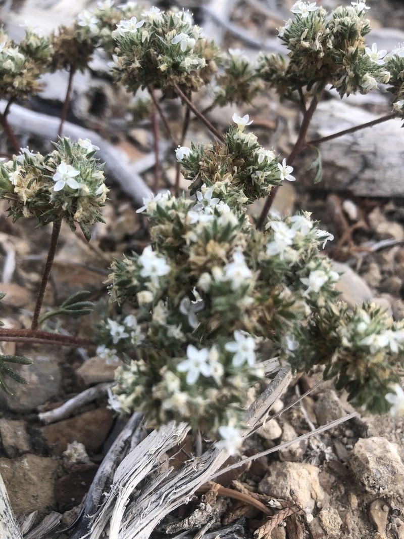 Ballhead Ipomopsis photo 5