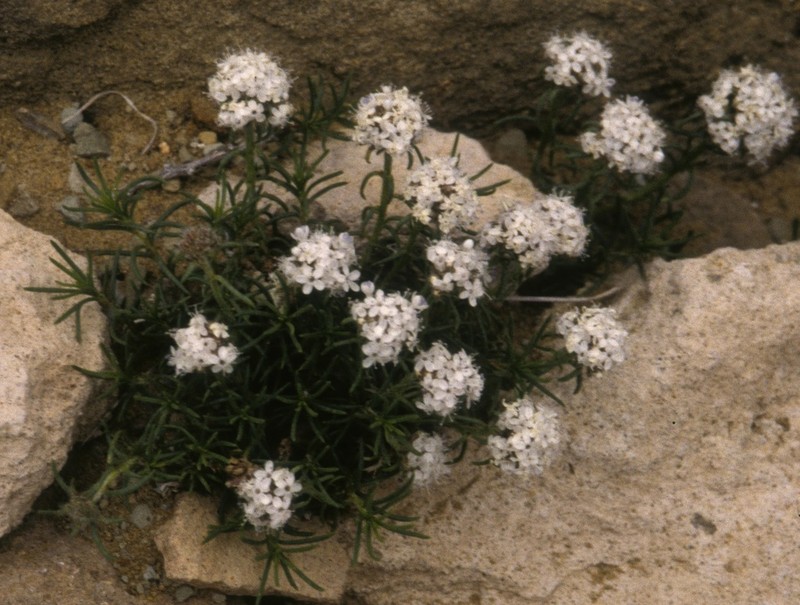 Ballhead Ipomopsis photo 7