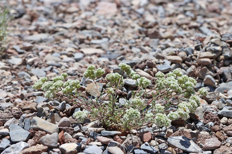 Ballhead Ipomopsis photo 8