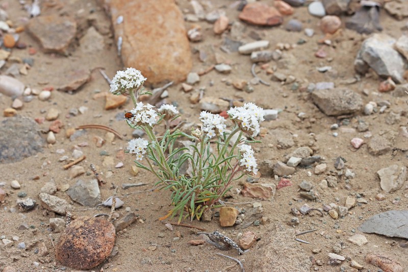 Ipomopsis congesta subsp. congesta