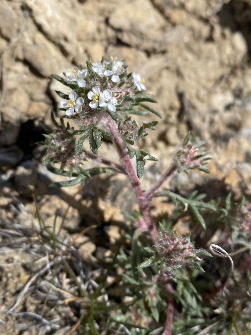 Ipomopsis congesta subsp. congesta photo 2
