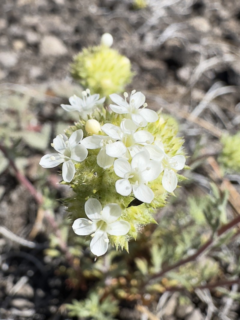 Ipomopsis congesta subsp. congesta photo 3
