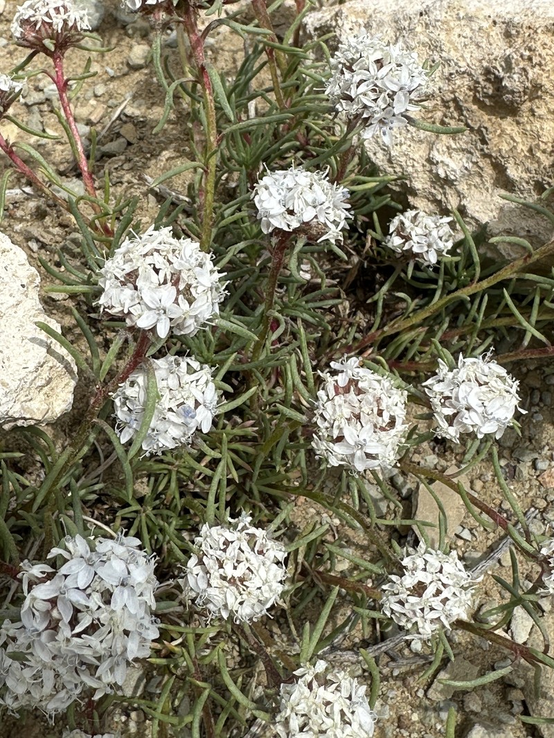 Ipomopsis congesta subsp. congesta photo 4